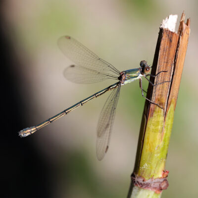 Lestes Virens (Small Spreadwing)