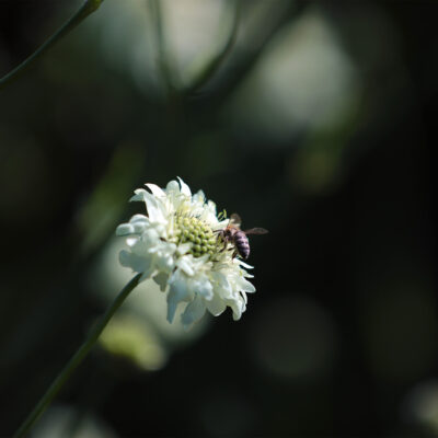 Bee on Flower in the morning