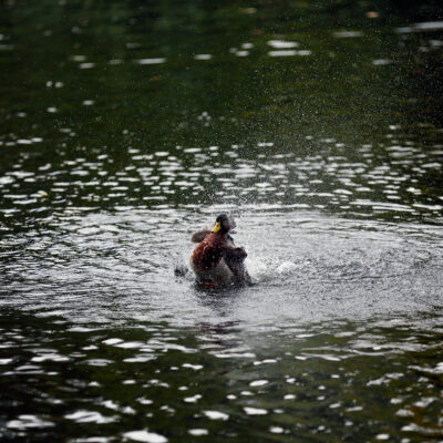 Duck St. James's Park flapping in the water