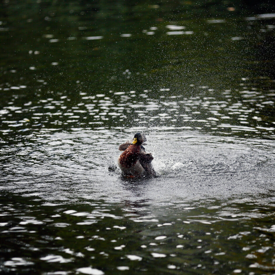 Duck St. James's Park flapping in the water