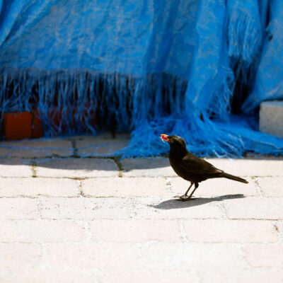 Black Bird