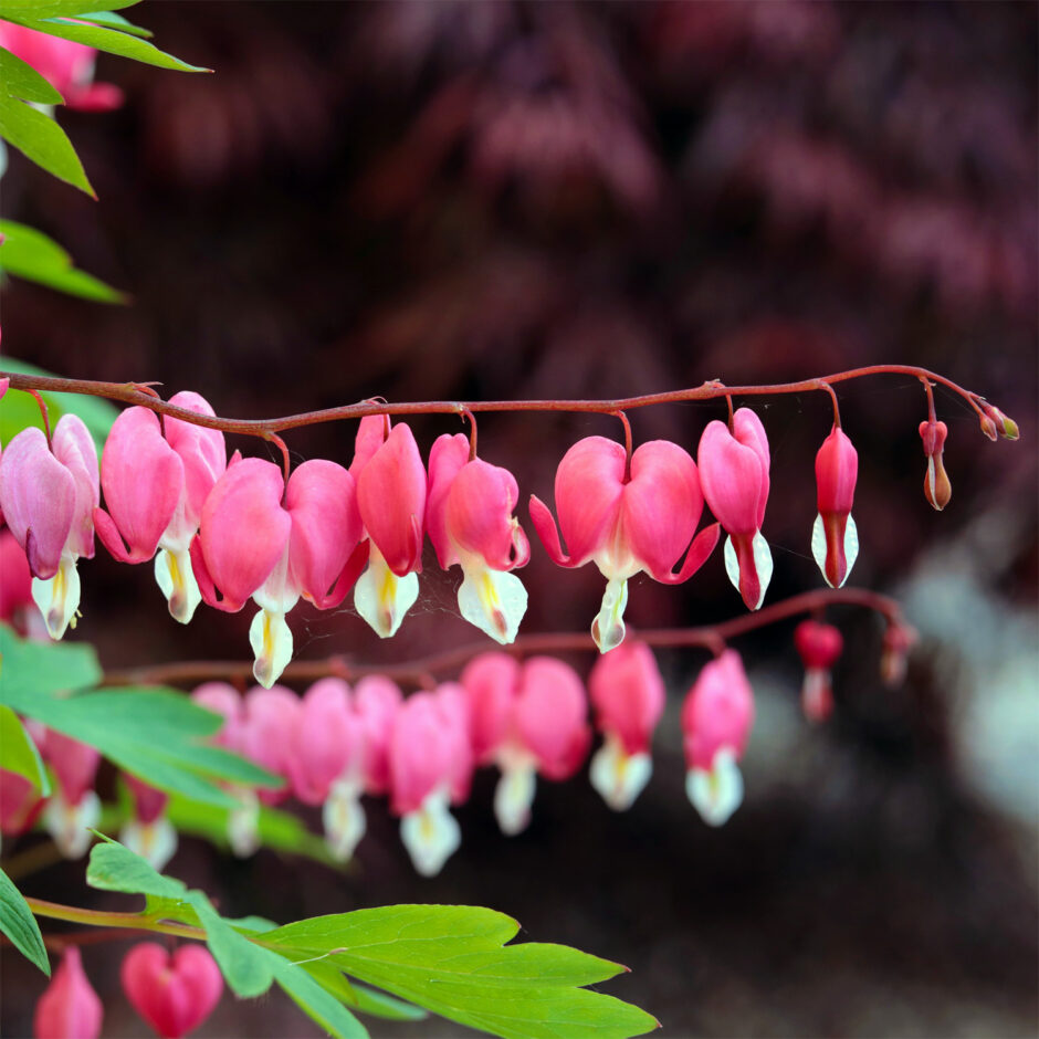 Lamprocapnos spectabilis bleeding heart (syn. Dicentra spectabilis)