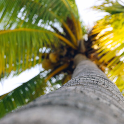 Pataya, Palmtree